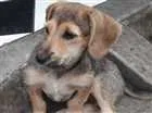 Cachorro raça Vira lata  idade 2 a 6 meses nome Sem nome