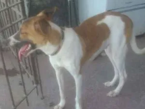 Cachorro raça Nao sei a raça idade  nome Leão 