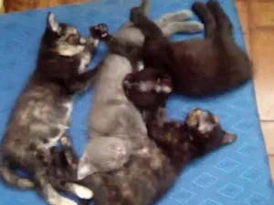 Gato raça Srd idade 2 a 6 meses nome Não tem