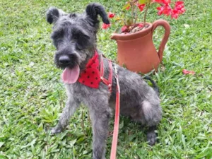 Cachorro raça SRD idade 1 ano nome BABI