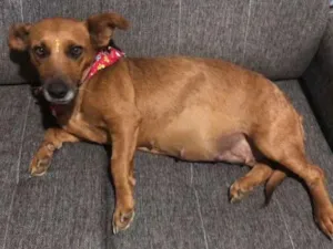 Cachorro raça Basset-Cofap idade 3 anos nome MARGE