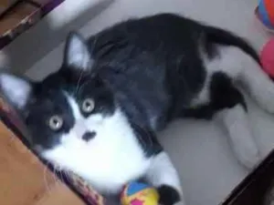 Gato raça  idade 2 a 6 meses nome JACÓ CAIN