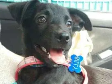 Cachorro ra a Srd idade 2 a 6 meses nome Lise e Billy