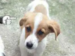 Cachorro ra a Vira lata idade 2 a 6 meses nome Bob, Amora e Thor 