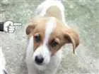 Cachorro raça Vira lata idade 2 a 6 meses nome Bob, Amora e Thor 