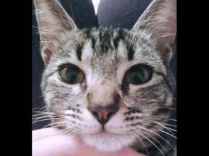 Gato raça  idade 7 a 11 meses nome Leona