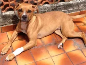 Cachorro raça Boxer idade 1 ano nome Mel