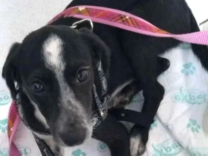 Cachorro ra a MIX SRD idade  nome DUDA