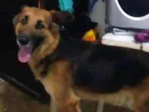 Cachorro raça pastora  idade 1 ano nome Lassie 
