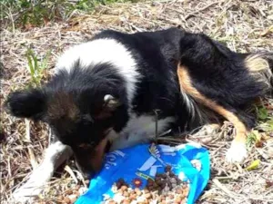 Cachorro raça Border Collie idade 6 ou mais anos nome Border Collie