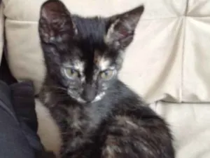 Gato raça  idade 2 a 6 meses nome Nao tem