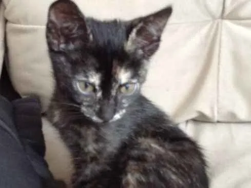 Gato ra a  idade 2 a 6 meses nome Nao tem