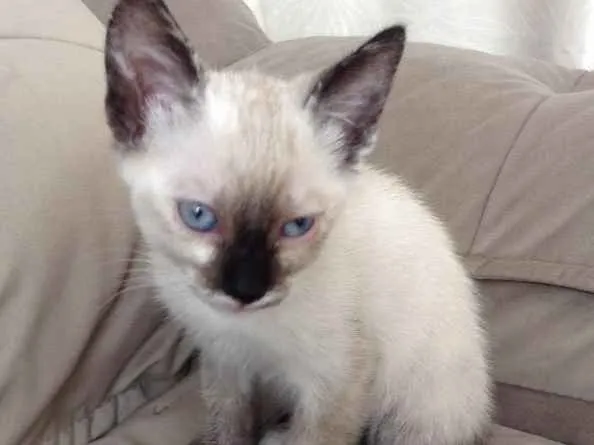 Gato ra a  idade 2 a 6 meses nome Não tem