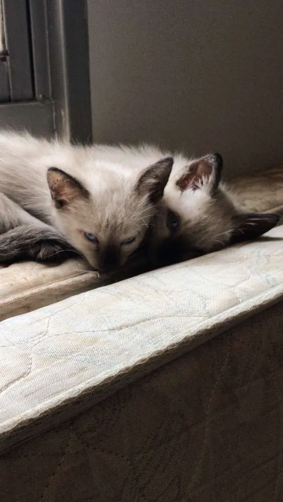 Gato ra a  idade Abaixo de 2 meses nome Sem nome