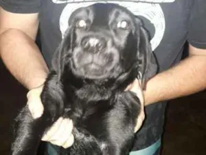 Cachorro raça Labrador com rottweiler idade 2 a 6 meses nome sem nome