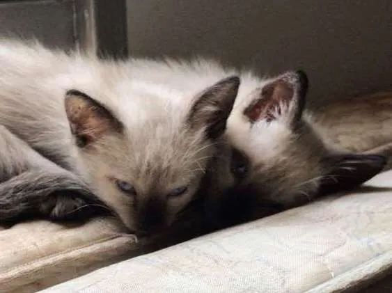 Gato ra a  idade Abaixo de 2 meses nome Sem nome