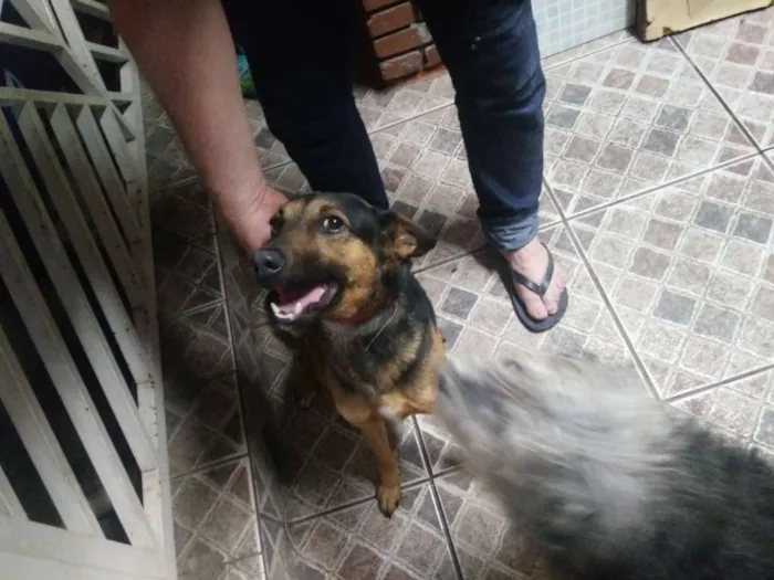Cachorro ra a Vira lata idade 3 anos nome Berinjela