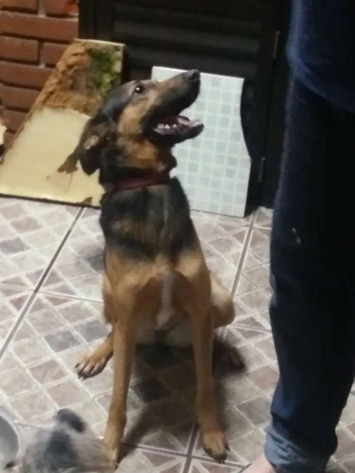 Cachorro ra a Vira lata idade 3 anos nome Berinjela