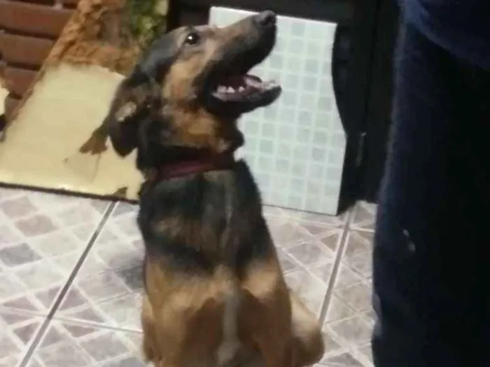 Cachorro ra a Vira lata idade 3 anos nome Berinjela