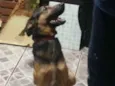 Berinjela