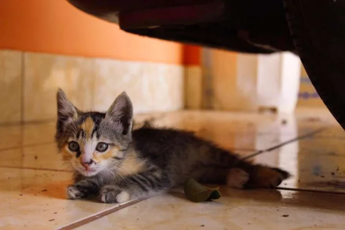 Gato ra a vira lata idade Abaixo de 2 meses nome Não tem ainda