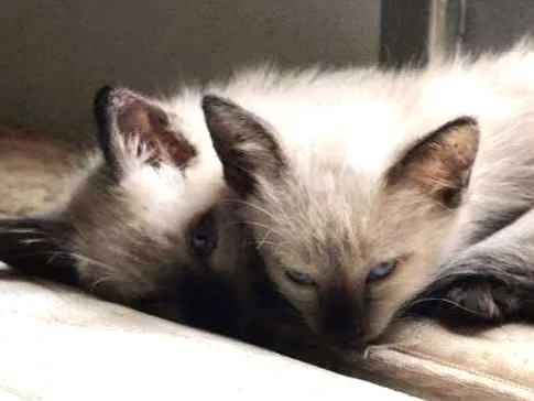 Gato ra a  idade Abaixo de 2 meses nome Sem nome