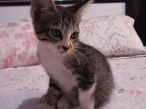 Gato raça Sem raça  idade 2 a 6 meses nome Sunny