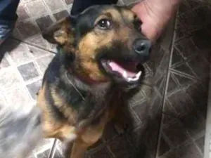 Cachorro raça Vira lata idade 3 anos nome Berinjela