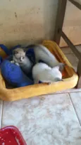 Nao tem