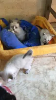 Nao tem