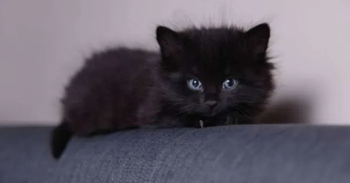 Gato raça Siamês idade Abaixo de 2 meses nome Sem nome