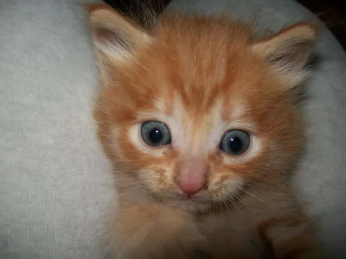 Gato raça Siamês idade Abaixo de 2 meses nome Sem nome