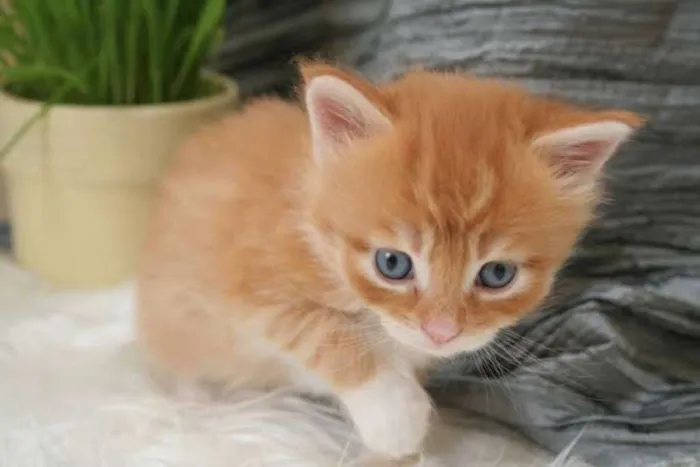Gato raça Siamês idade Abaixo de 2 meses nome Sem nome