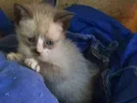 Gato ra a  idade 2 a 6 meses nome Nao tem