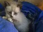 Gato raça  idade 2 a 6 meses nome Nao tem