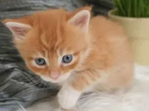 Gato raça Siamês idade Abaixo de 2 meses nome Sem nome