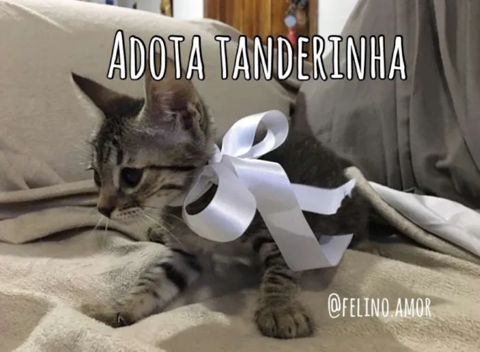 Gato ra a SRD idade 2 a 6 meses nome Tanderinha