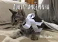 Tanderinha