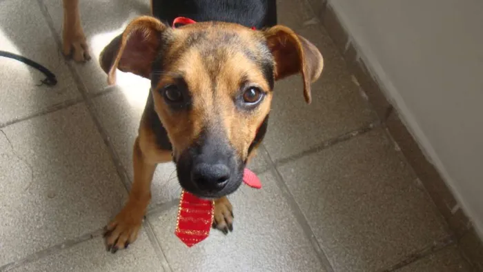 Cachorro ra a SRD idade 3 anos nome * PINGO *