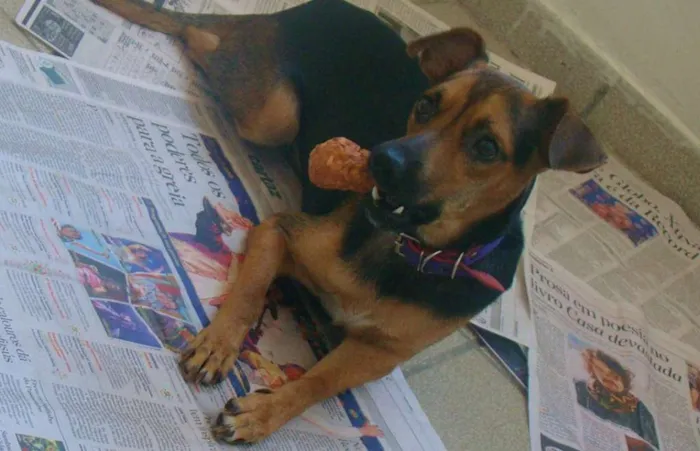 Cachorro ra a SRD idade 3 anos nome * PINGO *