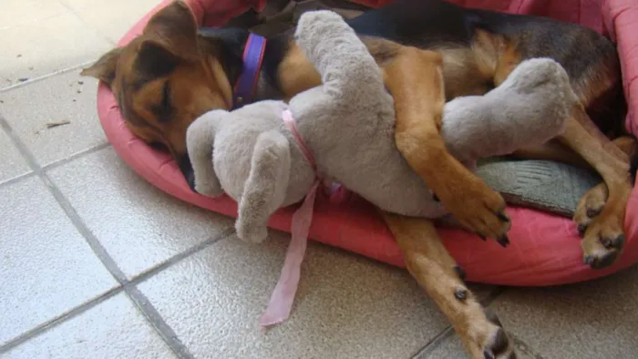 Cachorro ra a SRD idade 3 anos nome * PINGO *