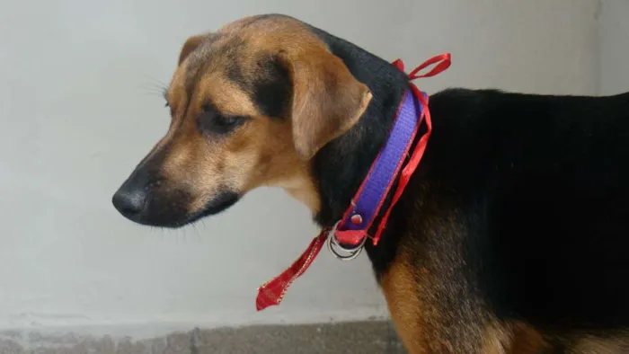 Cachorro ra a SRD idade 3 anos nome * PINGO *