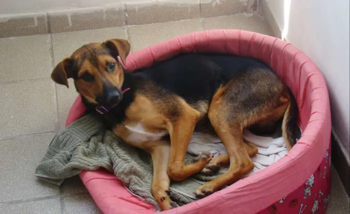 Cachorro ra a SRD idade 3 anos nome * PINGO *