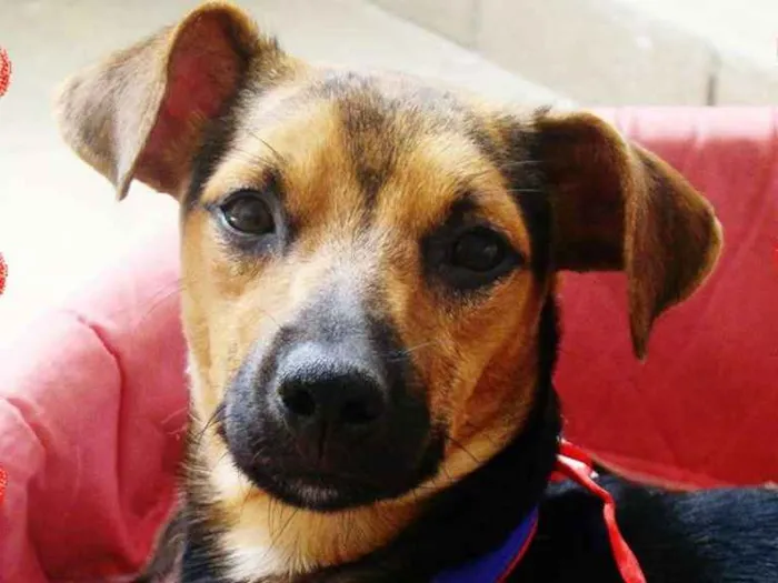 Cachorro ra a SRD idade 3 anos nome * PINGO *