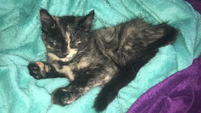 Gato ra a sem raça definida idade 2 a 6 meses nome Selina Kyle