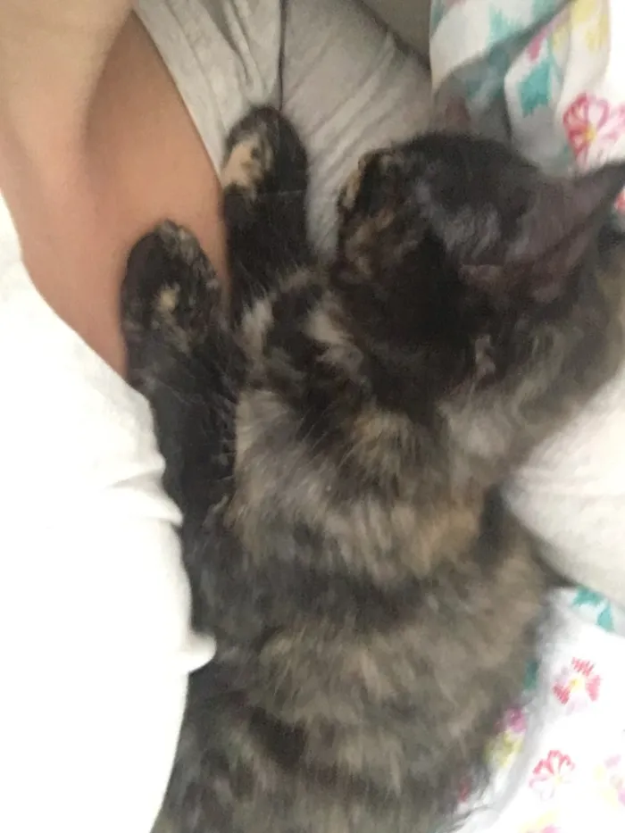 Gato ra a sem raça definida idade 2 a 6 meses nome Selina Kyle