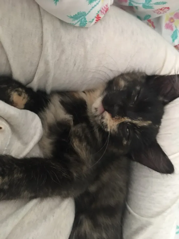 Gato ra a sem raça definida idade 2 a 6 meses nome Selina Kyle