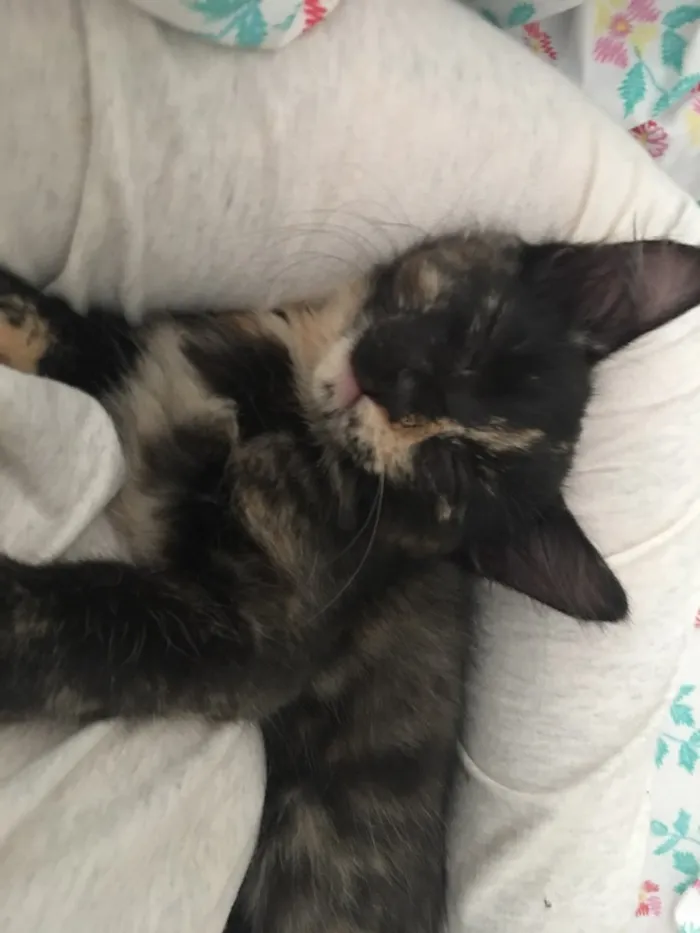 Gato ra a sem raça definida idade 2 a 6 meses nome Selina Kyle