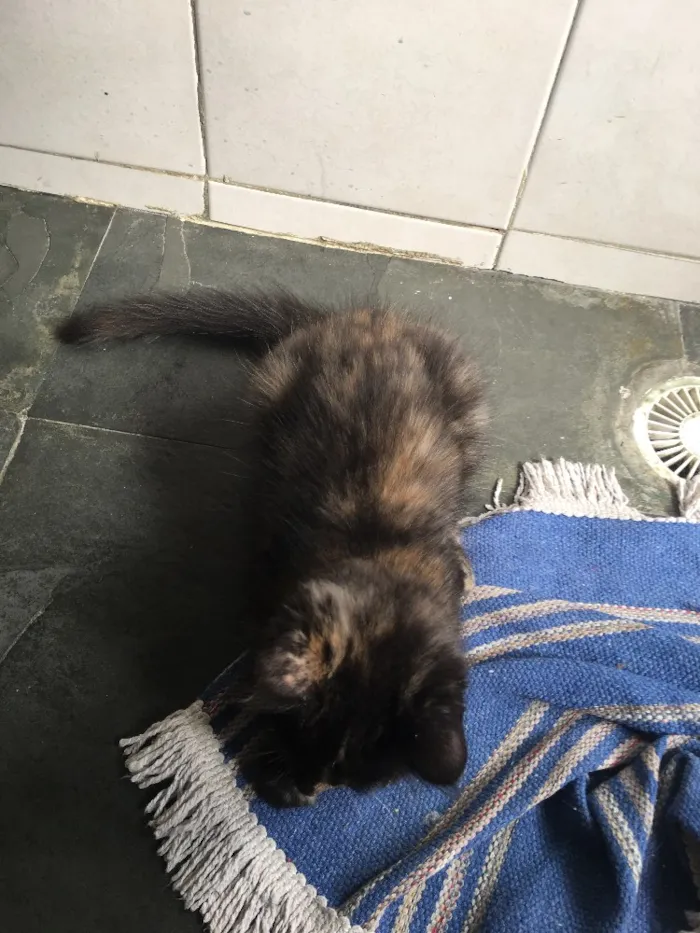 Gato ra a sem raça definida idade 2 a 6 meses nome Selina Kyle