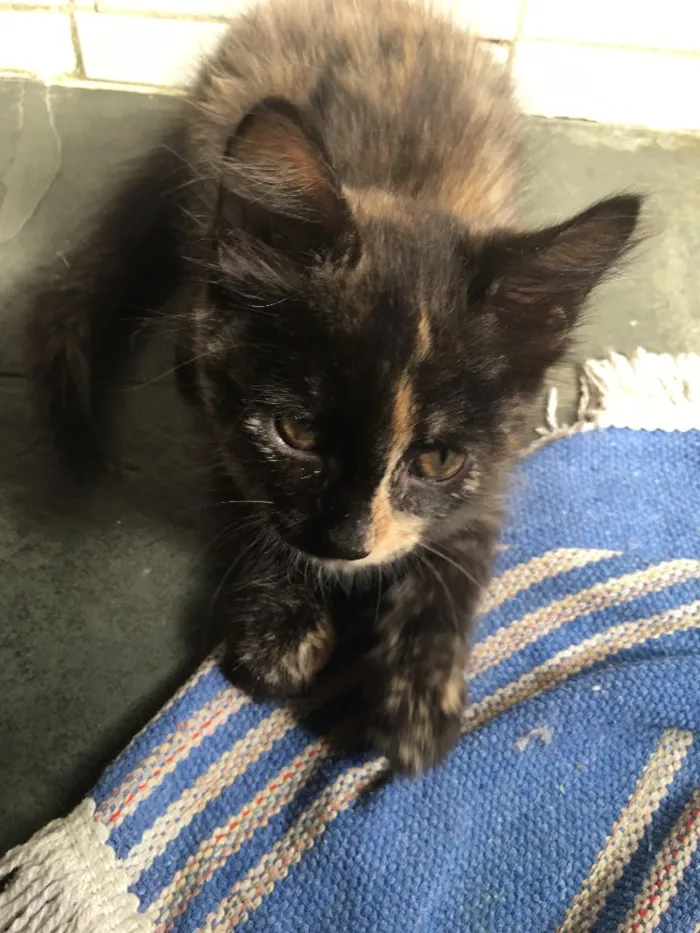 Gato ra a sem raça definida idade 2 a 6 meses nome Selina Kyle